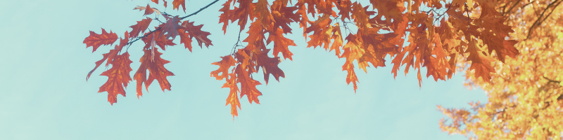 Découvrez notre article sur l'automne et votre énergie de chauffage, des astuces bonnes à savoir
